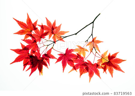 Transmitted light photography of bright red autumn leaves 83719563