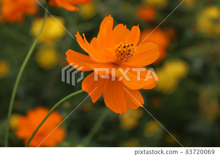 黃波斯菊 黃波斯菊 83720069