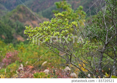 Autumn of Nishiakaishiyama in Besshi Village, Ehime Prefecture, Shikoku 83720521
