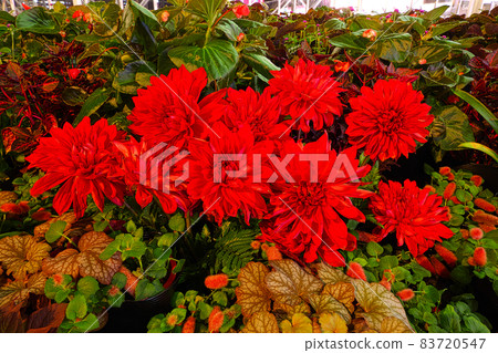 Dahlia_big 紅花 Dahlia_big 紅花 83720547