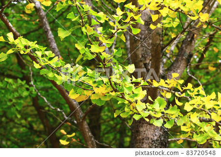 beautiful view of Ginkgo Tree(Maidenhair Tree) beautiful view of Ginkgo Tree(Maidenhair Tree) 83720548