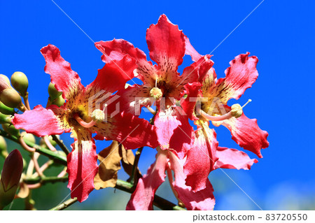 flowers of the Floss-silk Tree(Silk floss Tree) flowers of the Floss-silk Tree(Silk floss Tree) 83720550