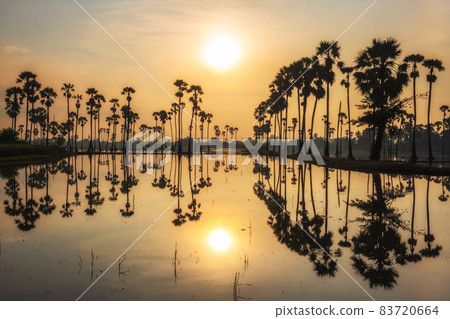 sugar palm trees with skyline reflection at sunrise 83720664