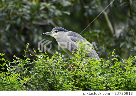 大藍鷺 大藍鷺 83720918