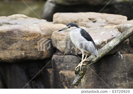 大藍鷺 83720920
