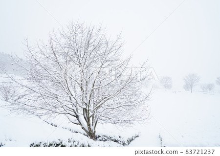 Daijoji Kyuryo Park in Kanazawa, Hokuriku, trees that can withstand snowstorms 83721237
