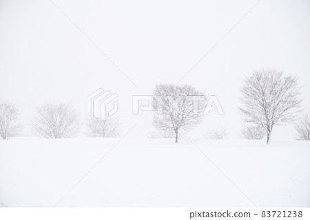 Daijoji Kyuryo Park in Kanazawa, Hokuriku, Snowfield 在暴風雪中 Daijoji Kyuryo Park in Kanazawa, Hokuriku, Snowfield 在暴風雪中 83721238