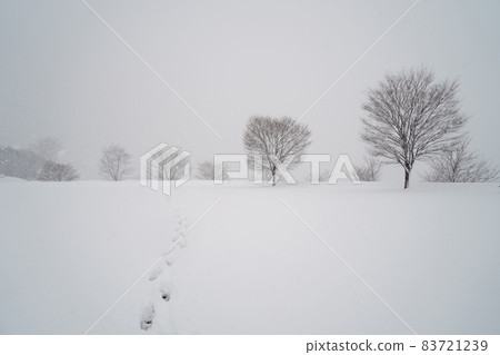 北陸金澤大城寺九陵公園雪原上的腳印 83721239