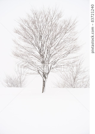 北陸金澤的大城寺九陵公園,可以抵禦暴風雪的樹木 北陸金澤的大城寺九陵公園,可以抵禦暴風雪的樹木 83721240