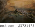crocodile 83721478