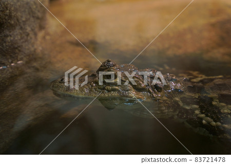 crocodile crocodile 83721478