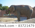elephant  83721479