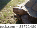 Giant tortoise 83721480