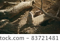 Prairie dog 83721481
