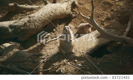 Prairie dog 83721481