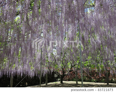 Ashikaga Flower Park "Wisteria Dome" (in full bloom) Ashikaga Flower Park "Wisteria Dome" (in full bloom) 83721873