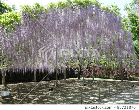 Ashikaga Flower Park "Wisteria Dome" (in full bloom) Ashikaga Flower Park "Wisteria Dome" (in full bloom) 83721876