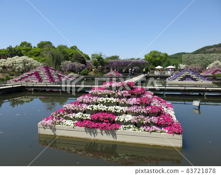 Spring Ashikaga Flower Park with a beautiful pyramid-shaped floating flower bed Spring Ashikaga Flower Park with a beautiful pyramid-shaped floating flower bed 83721878