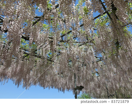 Ashikaga flower park "light red bridge" blooms light red wisteria (in full bloom) Ashikaga flower park "light red bridge" blooms light red wisteria (in full bloom) 83721879