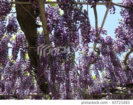 Ashikaga Flower Park "Yaefuji" (in full bloom) 83721883