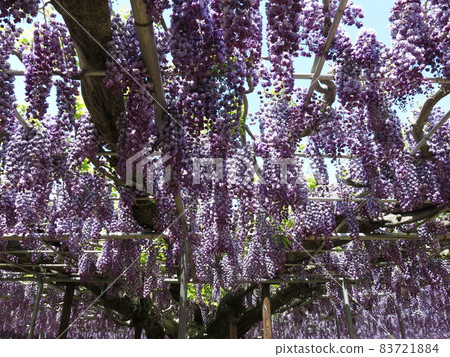 Ashikaga Flower Park "Yaefuji" (in full bloom) 83721884