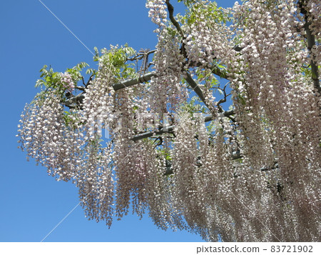 Ashikaga flower park "light red bridge" blooms light red wisteria (in full bloom) 83721902