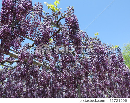 Ashikaga Flower Park "Yaefuji" (in full bloom) Ashikaga Flower Park "Yaefuji" (in full bloom) 83721906