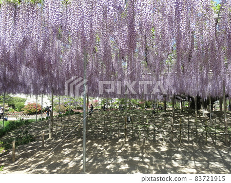 足利花卉公園“大富士”（盛開） 83721915