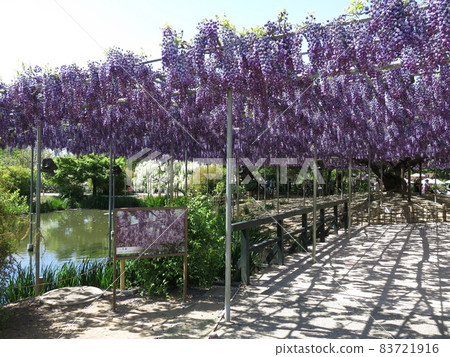 足利花卉公園“八重富士”(盛開) 足利花卉公園“八重富士”(盛開) 83721916