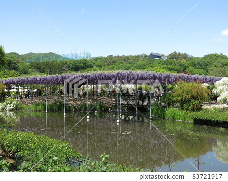 足利花卉公園“八重富士”（盛開） 83721917