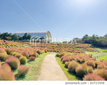 Kokia @ Manno Park at the beginning of coloring 83721956