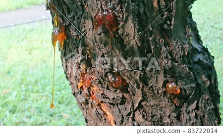 Sap that is likely to drip Sap that is likely to drip 83722014