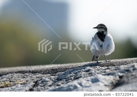 一隻黑白相間的野鳥迎著太陽站立。羽毛很蓬鬆。 一隻黑白相間的野鳥迎著太陽站立。羽毛很蓬鬆。 83722041