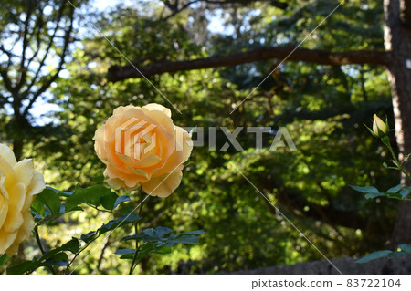 Light orange roses blooming in the sunlight through the trees 83722104