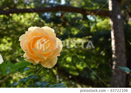 Light orange roses blooming in the sunlight through the trees 83722106