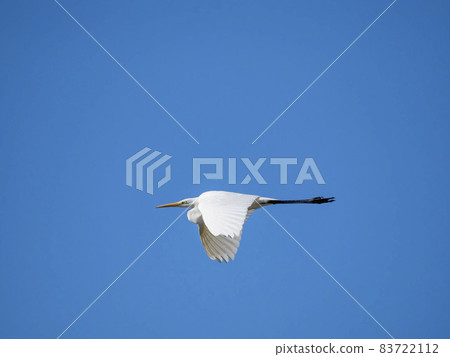 Great Egret flying in the blue sky 83722112