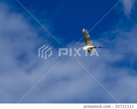Great Egret flying in the blue sky Great Egret flying in the blue sky 83722113
