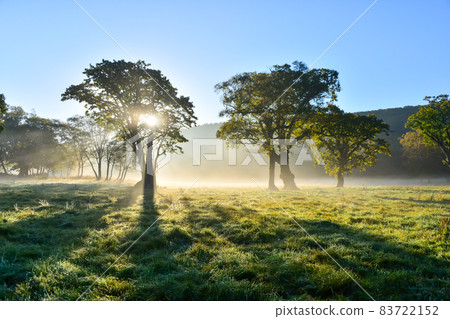 Trees reflected in the morning sun Trees reflected in the morning sun 83722152