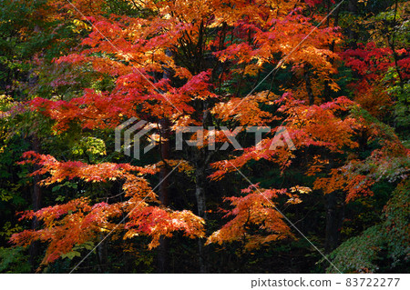 Autumn leaves 1786- Autumn leaves 1786- 83722277