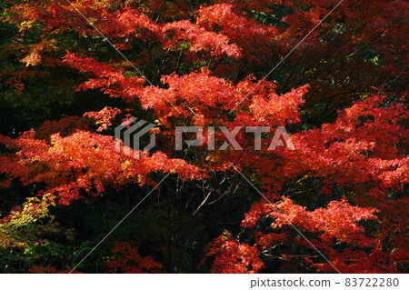 Autumn leaves 1790 Autumn leaves 1790 83722280