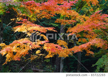 Autumn leaves 1794 83722283