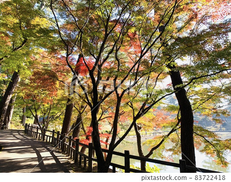 Autumn leaves by the water (Higashi Park Gourd Pond/Okazaki City, Aichi Prefecture) Autumn leaves by the water (Higashi Park Gourd Pond/Okazaki City, Aichi Prefecture) 83722418