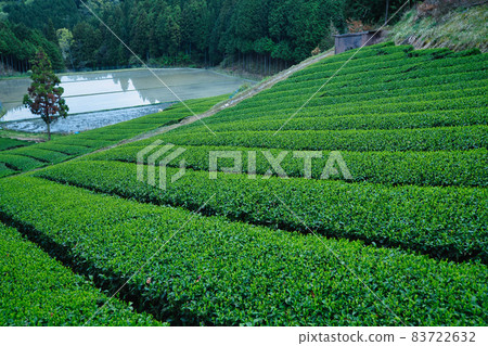 Tea plantation photographed in Oshio, Yamazoe-mura, Yamabe-gun, Nara Prefecture 83722632