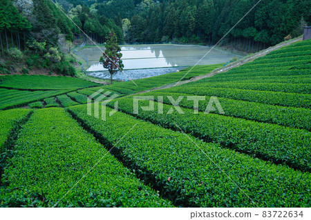Tea plantation photographed in Oshio, Yamazoe-mura, Yamabe-gun, Nara Prefecture 83722634
