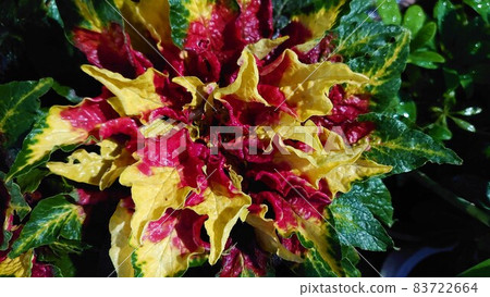 Colorful Amaranthus tricolor at night Colorful Amaranthus tricolor at night 83722664
