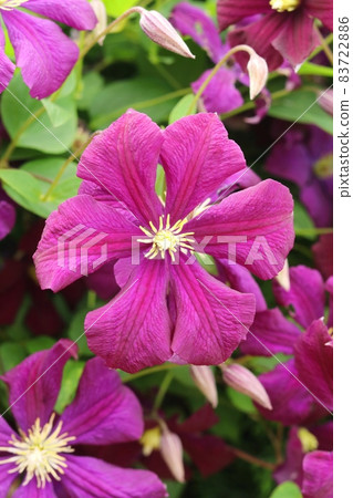 Garden violet flower Clematis viticella 83722886