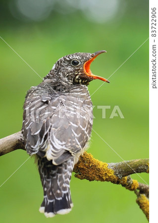 Little common cuckoo Cuculus canorus on branch 83722906