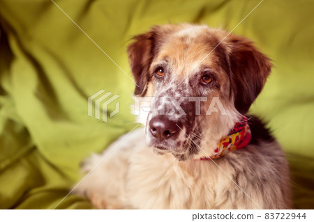 Funny portrait of big dog on the sofa 83722944