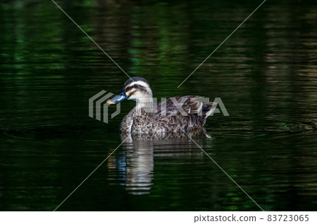 Spot-billed ducks swimming on the surface of the water 83723065