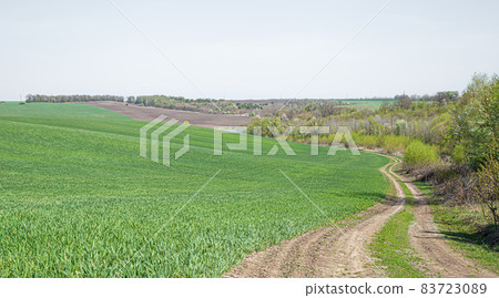 A road in a beautiful green field. Green wheat in Ukraine. 83723089